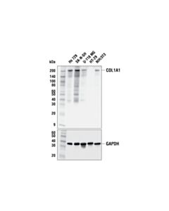 Cell Signaling Col1a1 (E8f4l) Xp Rabbit mAb