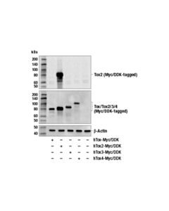Cell Signaling Tox2 Antibody