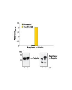 Cell Signaling Pathscan Acetyl-Alpha-Tubulin Sandwich ELISA Kit