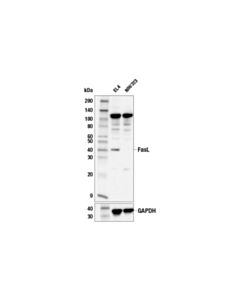 Cell Signaling Fasl (E3a7m) Rabbit mAb