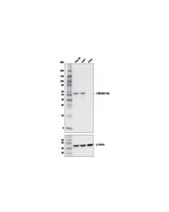 Cell Signaling FXR/NR1H4 (E4B8P) Mouse mAb 20 uL