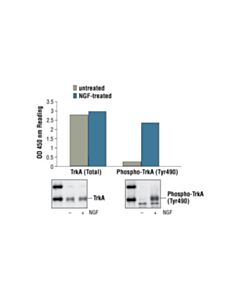 Cell Signaling Pathscan Phospho-Trka (Tyr490) Sandwich ELISA Kit
