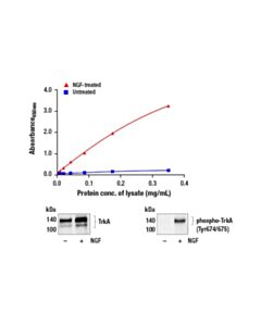 Cell Signaling Pathscan Phospho-Trka (Tyr674/675) Sandwich ELISA Kit