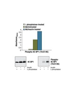 Cell Signaling PathScan ® Phospho-4E-BP1 (Thr37/Thr46) Sandwich ELISA Kit