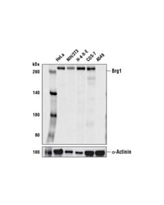 Cell Signaling Brg1 (E8v5b) Mouse mAb