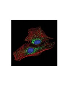 Cell Signaling Mff (E5w4m) Xp<LT/>Sup&Gt;®<LT/>/Sup&Gt; Rabbit mAb (Alexa Fluor<LT/>Sup&Gt;®<LT/>/Sup&Gt; 488 Conjugate)