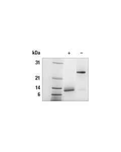 Cell Signaling Human Gdf5 Recombinant Protein