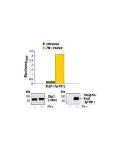 Cell Signaling Pathscan Phospho-Stat1 (Tyr701) Sandwich ELISA Kit