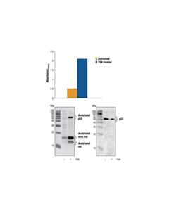 Cell Signaling Pathscan Acetylated P53 Sandwich ELISA Kit