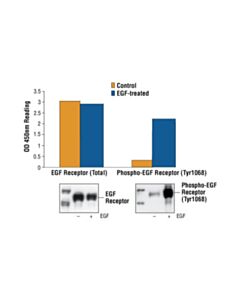 Cell Signaling Pathscan Phospho-Egf Receptor (Tyr1068) Sandwich ELISA Kit