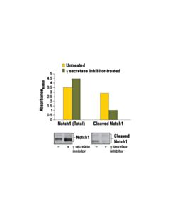 Cell Signaling Pathscan Total Notch1 Sandwich ELISA Kit