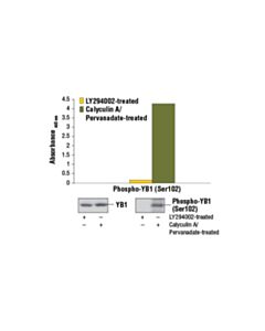Cell Signaling PathScan ® Phospho-YB1 (Ser102) Sandwich ELISA Kit