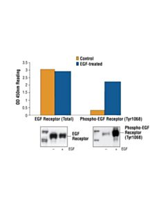 Cell Signaling Pathscan Total Egf Receptor Sandwich ELISA Kit