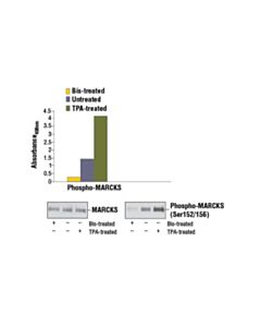Cell Signaling Pathscan Phospho-Marcks (Ser152/156) Sandwich ELISA Kit