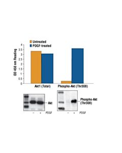 Cell Signaling PathScan ® Phospho-Akt (Thr308) Sandwich ELISA Kit