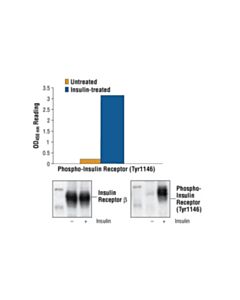 Cell Signaling Pathscan Phospho-Insulin Receptor Beta (Tyr1146) Sandwich ELISA Kit
