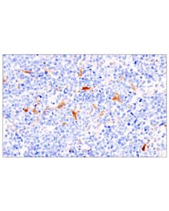 Cell Signaling IL-18 (F8I2S) Rabbit mAb; 100 µl
