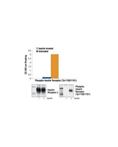 Cell Signaling Pathscan Phospho-Insulin Receptor Beta (Tyr1150/1151) Sandwich ELISA Kit