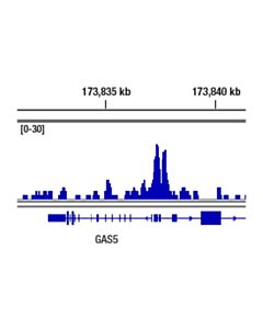 Cell Signaling Stat2 (D9J7L) Rabbit mAb 20 uL