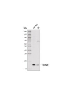 Cell Signaling Tom20 (D8t4n) Rabbit mAb (Hrp Conjugate)