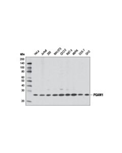 Cell Signaling Gluconeogenesis Antibody Sampler Kit