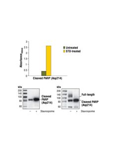 Cell Signaling Pathscan Cleaved Parp (Asp214) Sandwich ELISA Kit