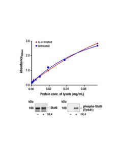 Cell Signaling Pathscan Total Stat6 Sandwich ELISA Kit