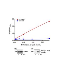 Cell Signaling Pathscan Phospho-Stat6 (Tyr641) Sandwich ELISA Kit