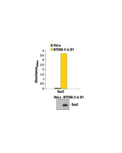 Cell Signaling Pathscan Total Sox2 Sandwich ELISA Kit