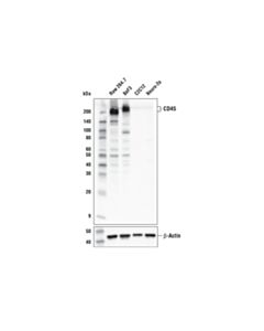 Cell Signaling Cd45 (D4h7k) Rabbit mAb