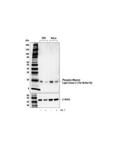 Cell Signaling Phospho-Myosin Light Chain 2 (Thr18/Ser19) (E2J8F) Rabbit mAb (BSA and Azide Free)