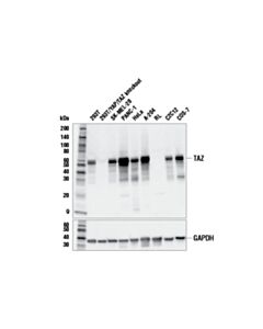 Cell Signaling Taz (E9j5a) Xp Rabbit mAb