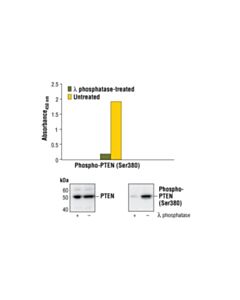 Cell Signaling Pathscan Phospho-Pten (Ser380) Sandwich ELISA Kit