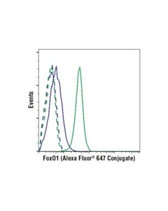 Cell Signaling FoxO1 (C29H4) Rabbit Monoclonal Antibody (Alexa Fluor ® 647 Conjugate)