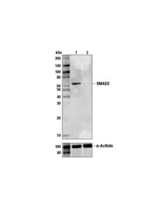 Cell Signaling SMAD2 (86F7) Rabbit mAb (BSA and Azide Free)