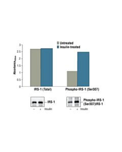 Cell Signaling Pathscan Phospho-Irs-1 (Ser307) Sandwich ELISA Kit