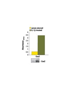Cell Signaling PathScan ® Total Cox2 Sandwich ELISA Kit