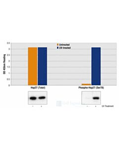Cell Signaling Pathscan Total Hsp27 Sandwich ELISA Kit