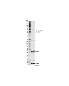 Cell Signaling Phospho-STING (Ser365) (D8F4W) Rabbit Monoclonal Antibody
