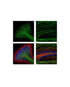 Cell Signaling Myelin Basic Protein (D8X4Q) XP Rabbit mAb(Alexa Fluor 488 Conjugate)