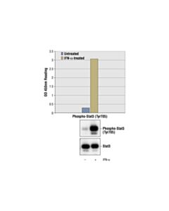 Cell Signaling Pathscan Phospho-Stat3 (Tyr705) Sandwich ELISA Kit