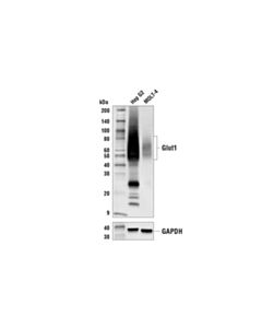 Cell Signaling Glut1 (E4s6i) Rabbit mAb