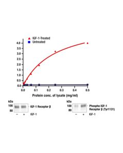 Cell Signaling Pathscan Phospho-Igf-I Receptor Beta (Tyr1131) Sandwich ELISA Kit