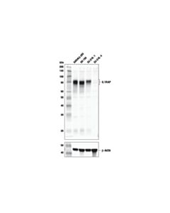 Cell Signaling IL1RAP (E2G6A) Rabbit mAb 20 uL