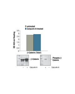 Cell Signaling Pathscan Total Beta-Catenin Sandwich ELISA Kit