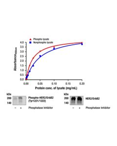 Cell Signaling Pathscan Total Her2/Erbb2 Sandwich ELISA Kit