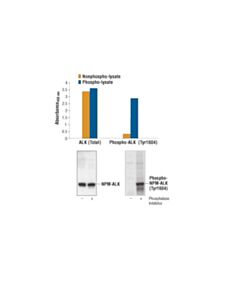 Cell Signaling Pathscan® Total Alk Sandwich ELISA Kit