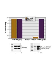 Cell Signaling PathScan® Phospho-SAPK/JNK (Thr183/Tyr185) Sandwich ELISA Kit