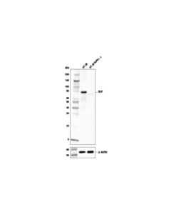 Cell Signaling Rip (E8s7u) Xp Rabbit mAb