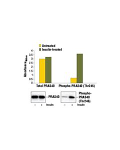 Cell Signaling Pathscan Phospho-Pras40 (Thr246) Sandwich ELISA Kit
